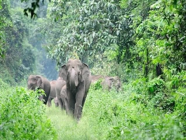 Megamalai Wildlife Adventure
