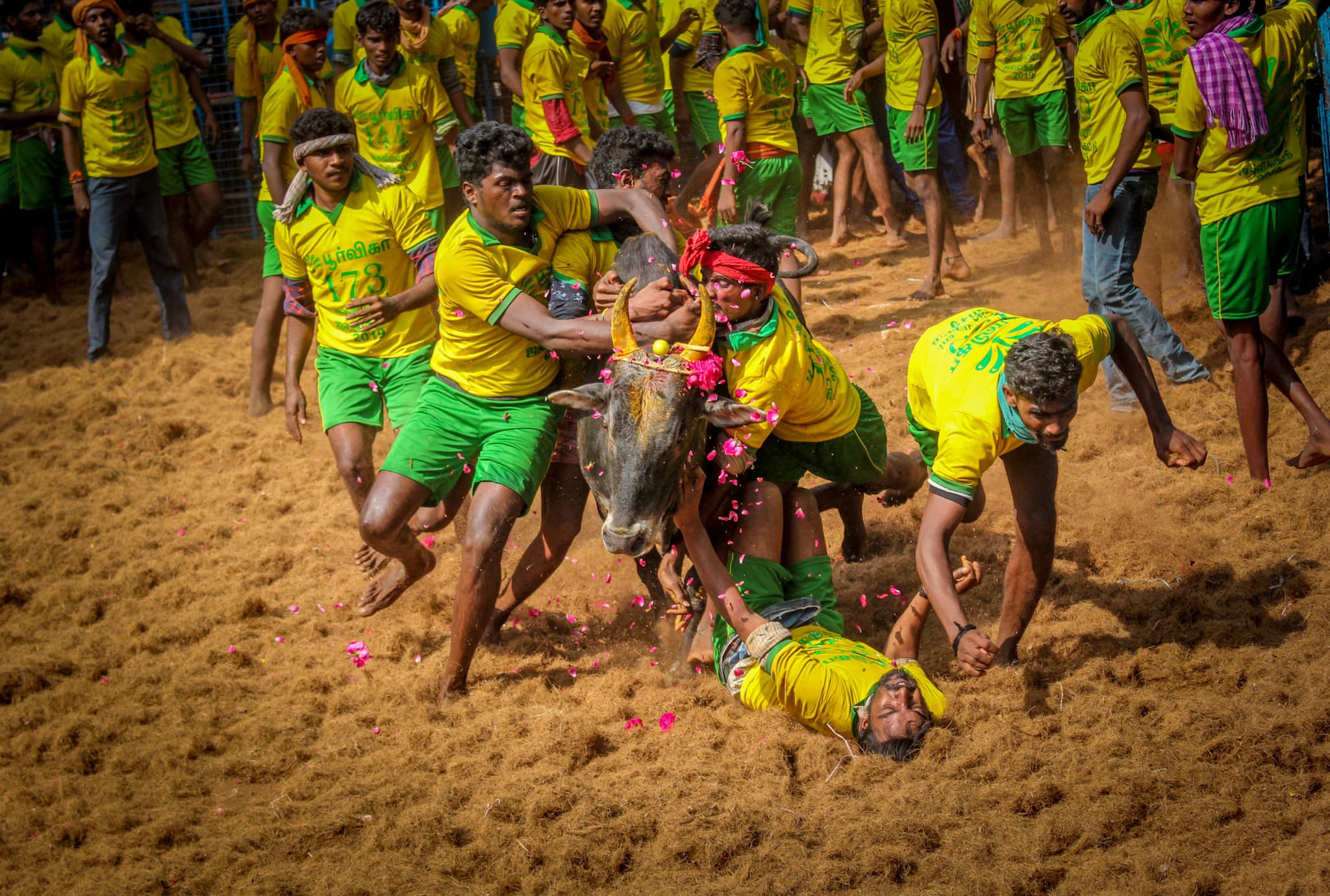 Pongal Special - Jallikattu Festival